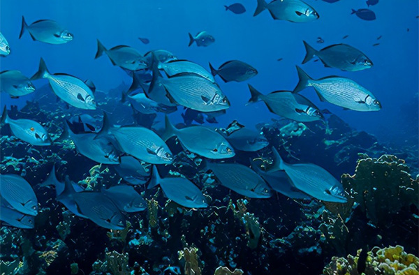 海洋開(kāi)發(fā)的重要性及意義 海洋開(kāi)發(fā)的重要性及意義